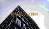 黄鼠狼吃老鼠吗 